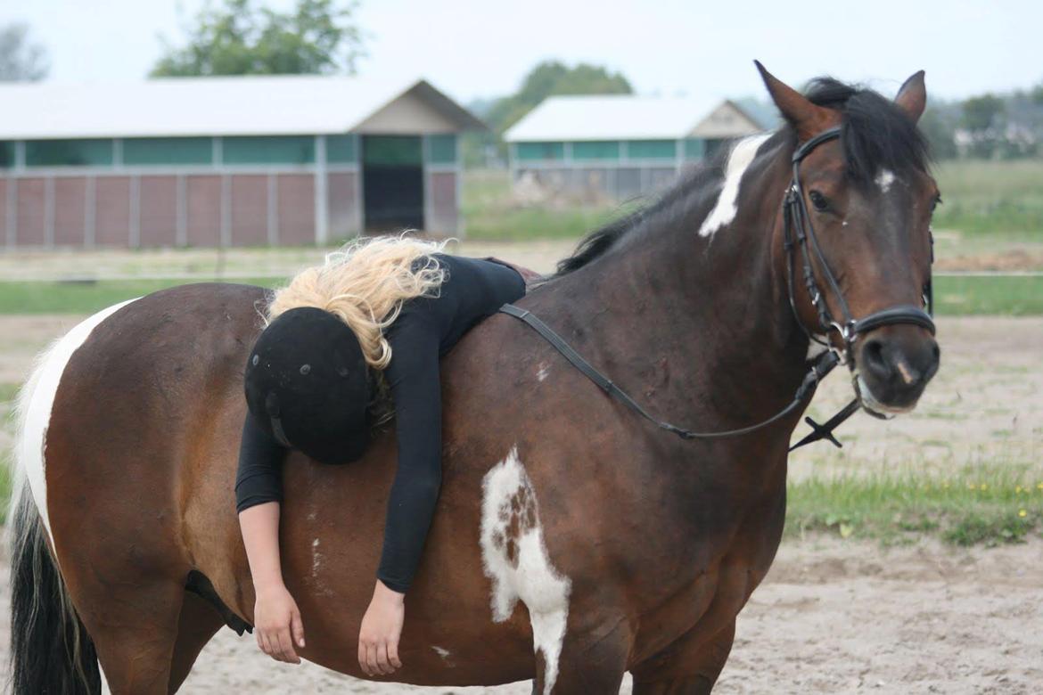 Anden særlig race Falco Fede Pony billede 6