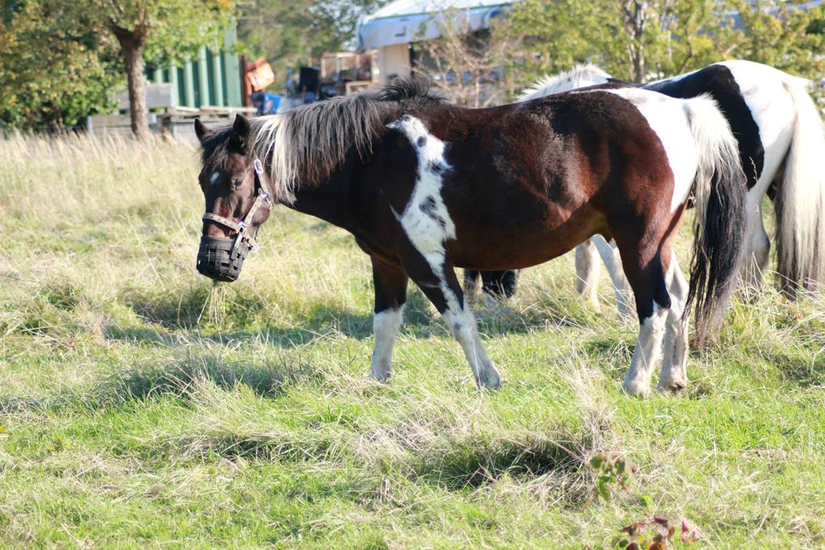 Anden særlig race Falco Fede Pony billede 7