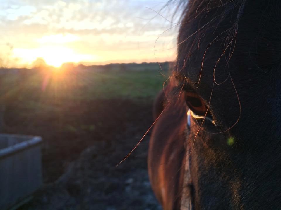Anden særlig race Falco Fede Pony billede 9