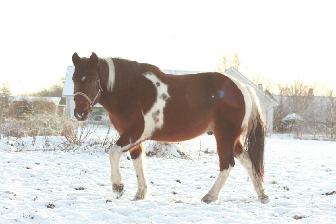 Anden særlig race Falco Fede Pony billede 4