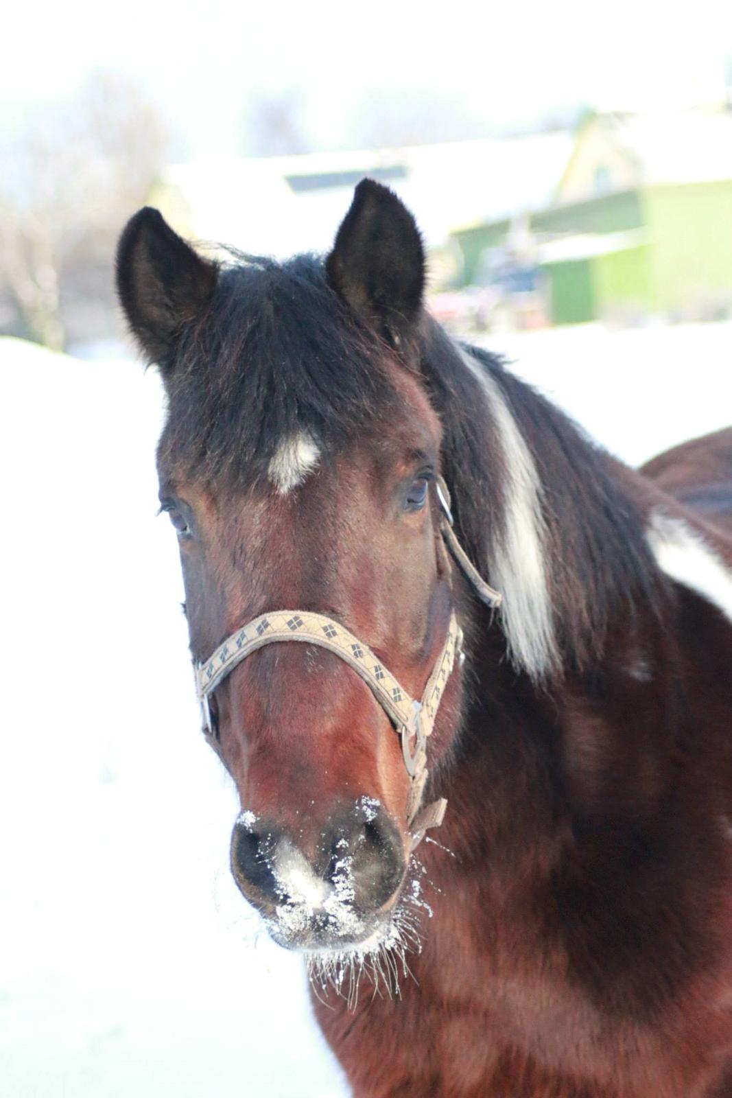 Anden særlig race Falco Fede Pony billede 2