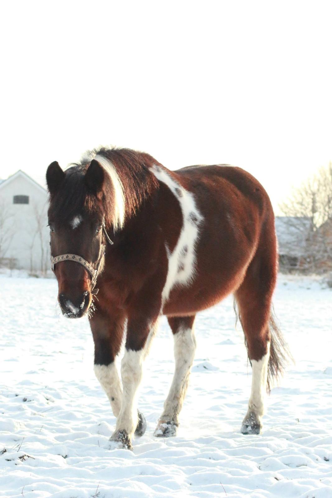 Anden særlig race Falco Fede Pony billede 1