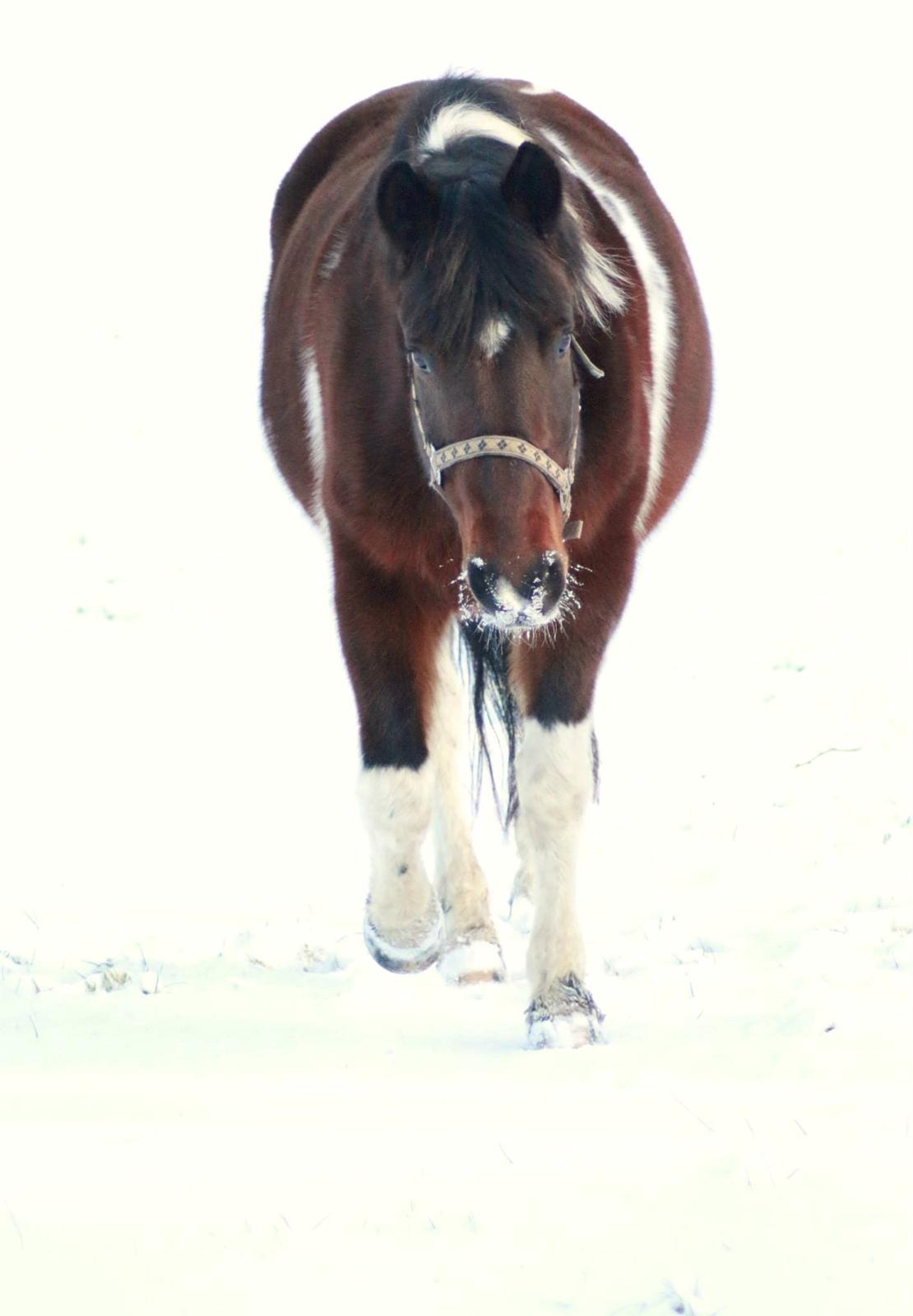 Anden særlig race Falco Fede Pony billede 3