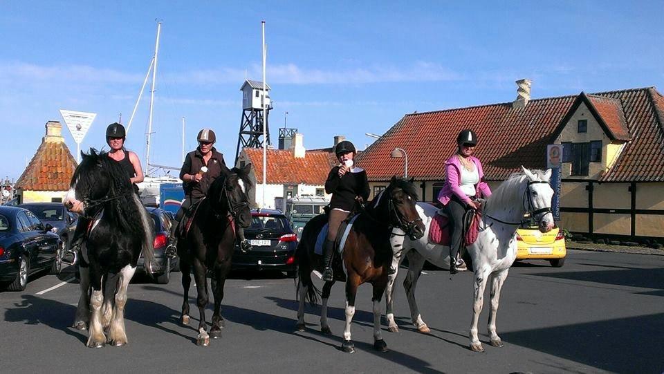 Anden særlig race Falco Fede Pony billede 8