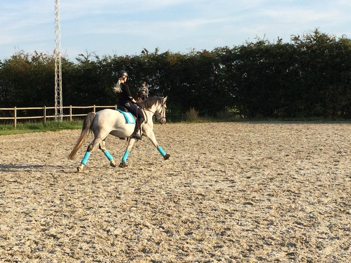 Anden særlig race Lyngs My Little Fellow ( Buddy ) <3 billede 13
