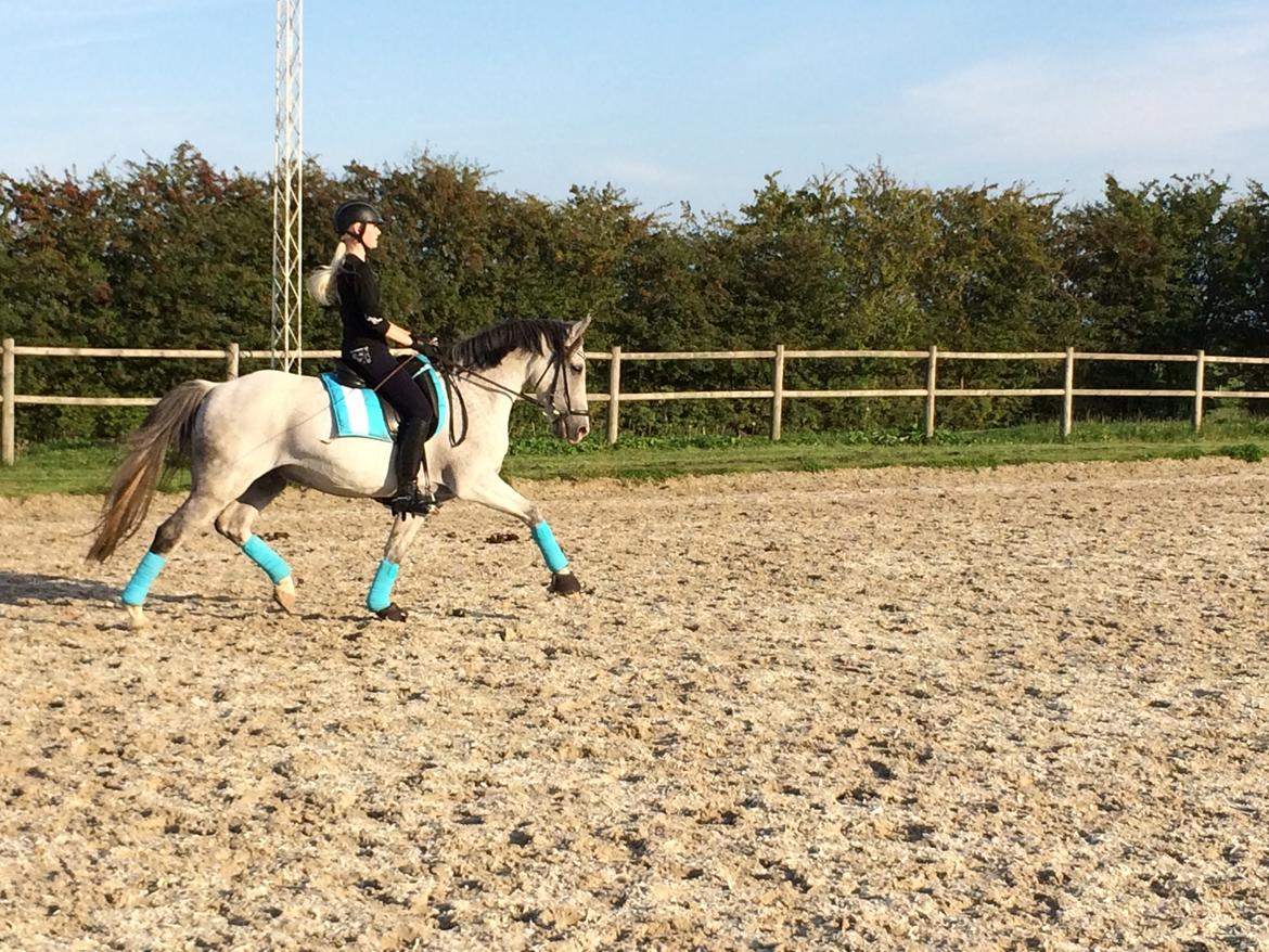Anden særlig race Lyngs My Little Fellow ( Buddy ) <3 billede 6