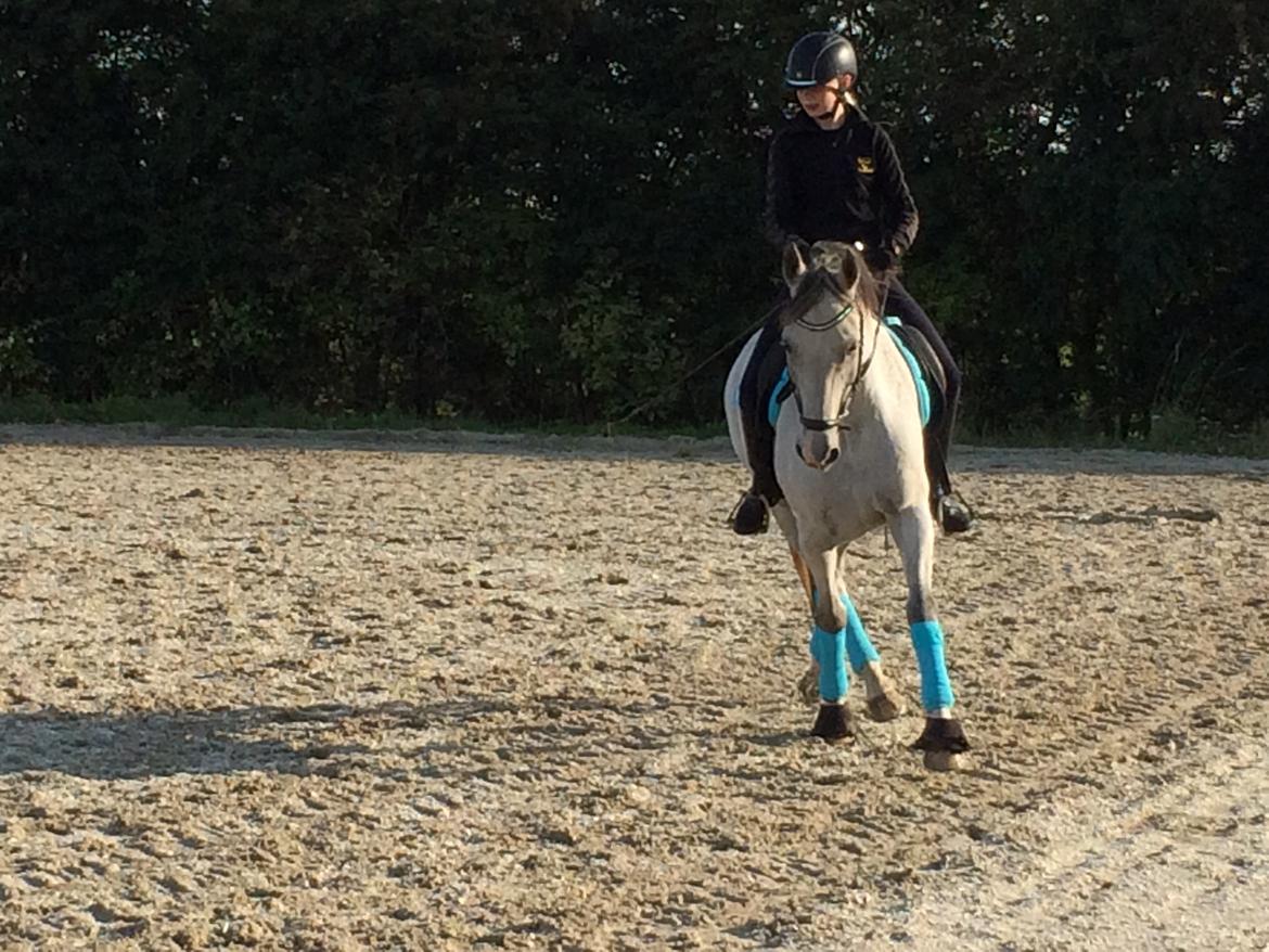 Anden særlig race Lyngs My Little Fellow ( Buddy ) <3 billede 12