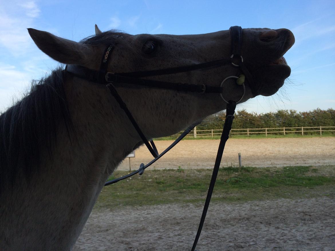 Anden særlig race Lyngs My Little Fellow ( Buddy ) <3 billede 3
