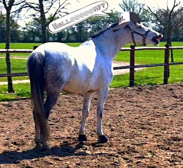 Anden særlig race Lyngs My Little Fellow ( Buddy ) <3 billede 14