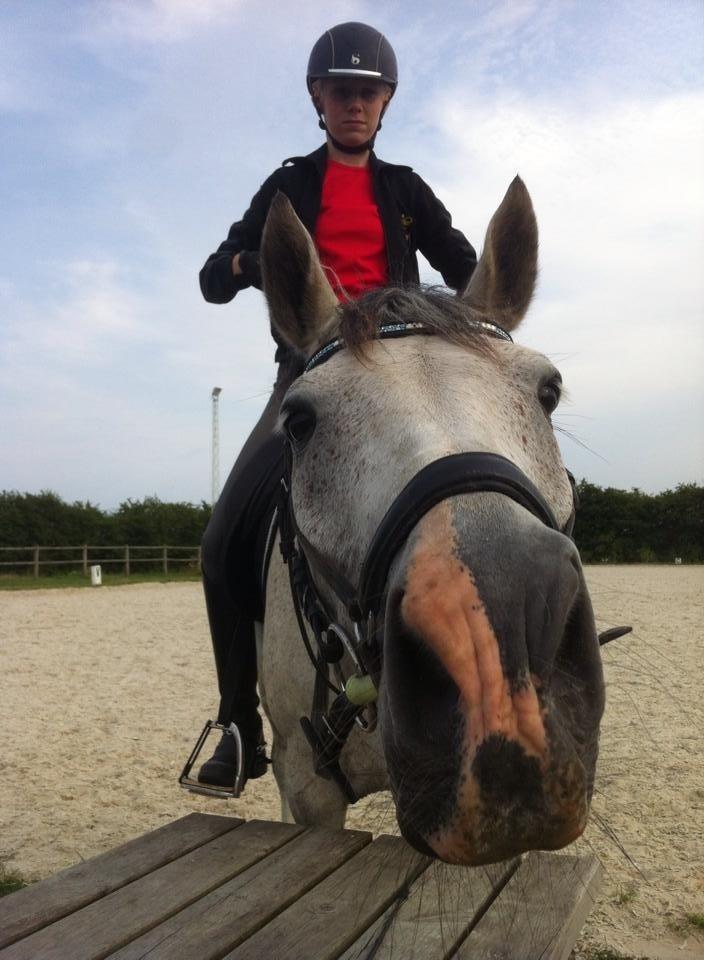 Anden særlig race Lyngs My Little Fellow ( Buddy ) <3 billede 5