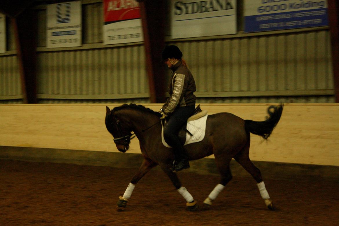 Anden særlig race Stald Poppel's No Hippo Naomi billede 5