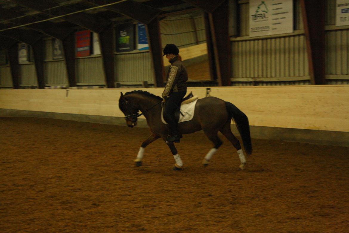 Anden særlig race Stald Poppel's No Hippo Naomi billede 7