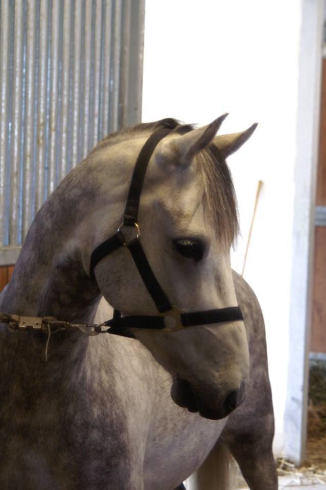 DSP Jean Le'Penn A PONY  billede 16