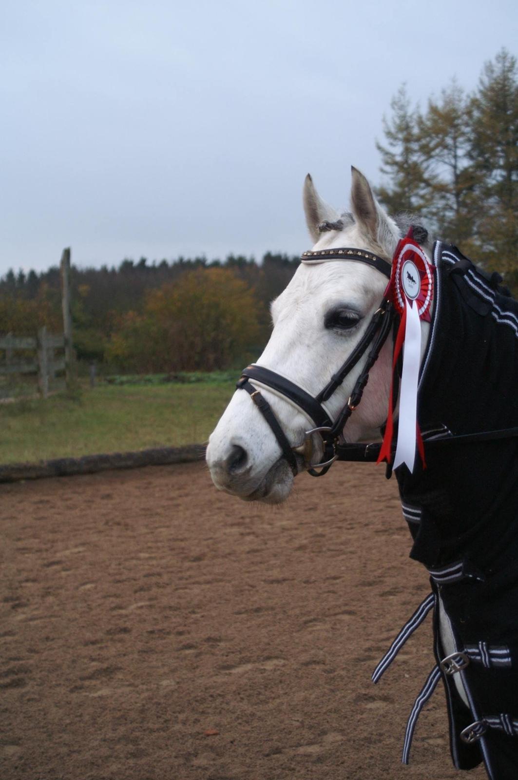 DSP Jean Le'Penn A PONY  billede 18