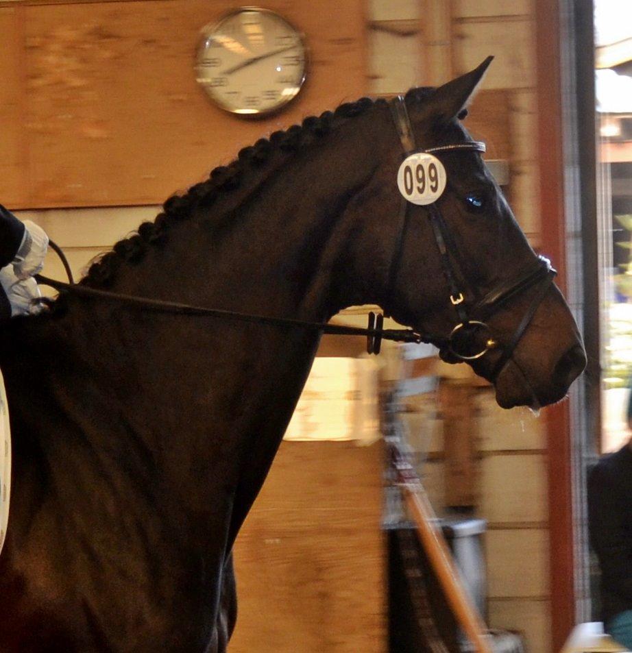 Dansk Varmblod La Felia Graciuex billede 8