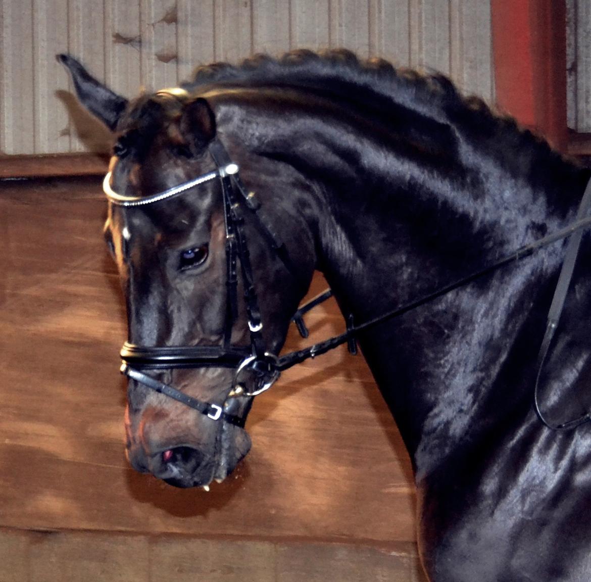 Dansk Varmblod La Felia Graciuex billede 9