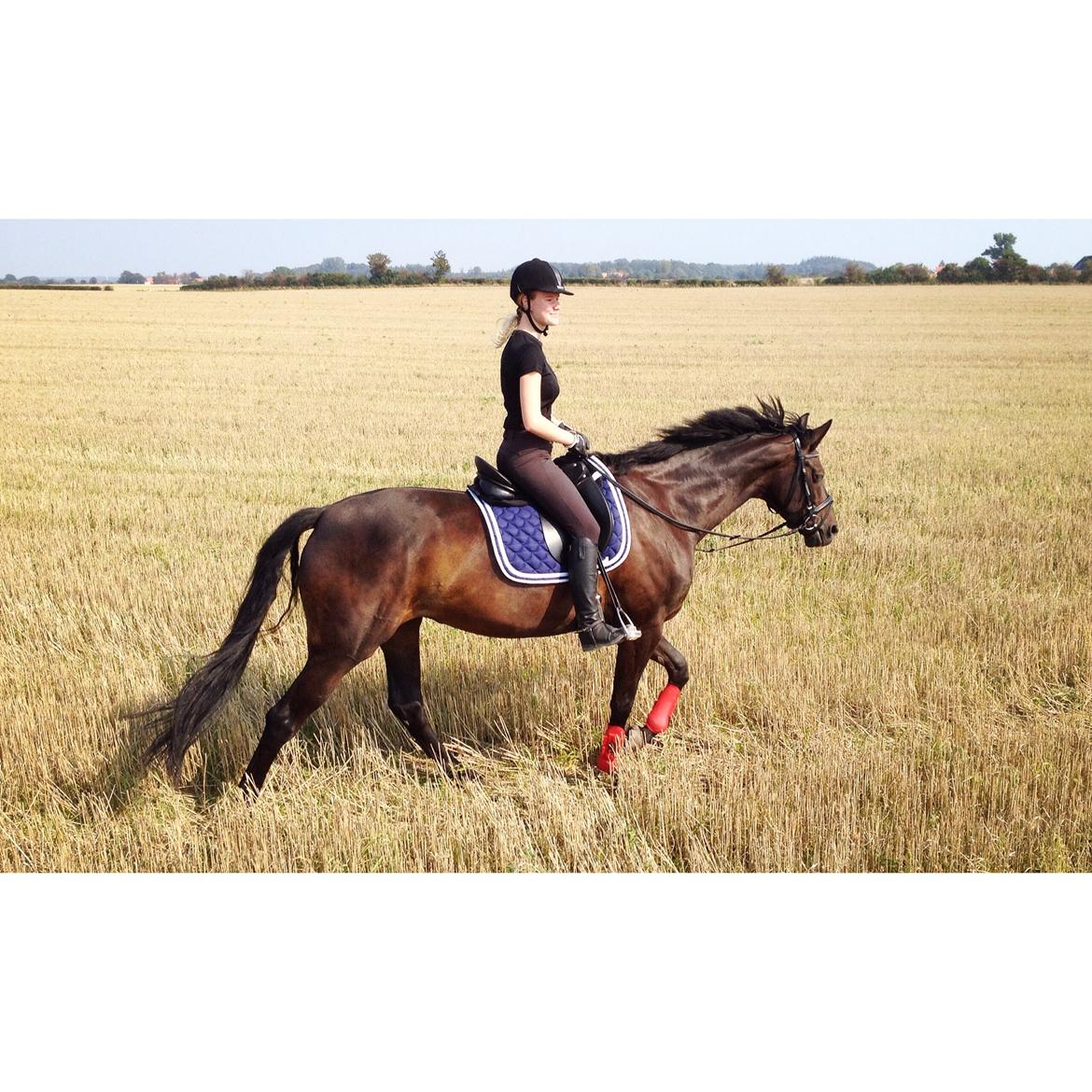 Dansk Varmblod La Felia Graciuex billede 10