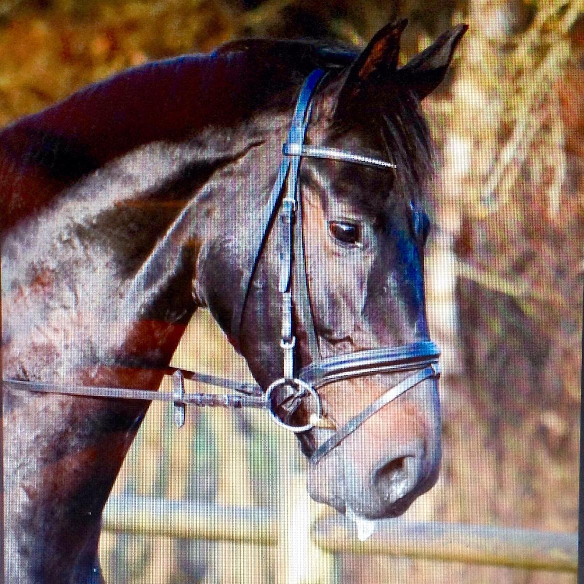 Dansk Varmblod La Felia Graciuex billede 11