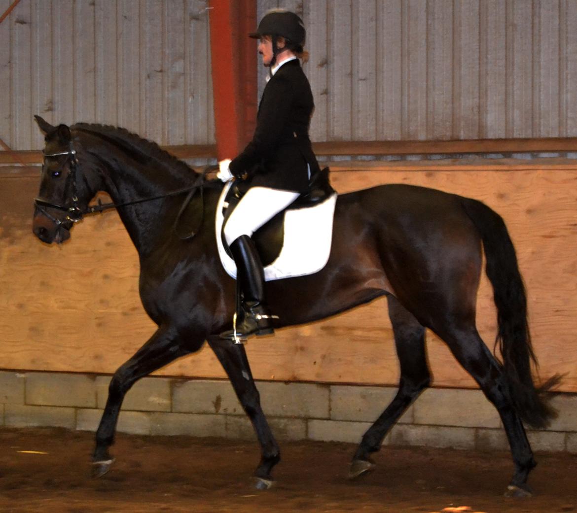 Dansk Varmblod La Felia Graciuex billede 7