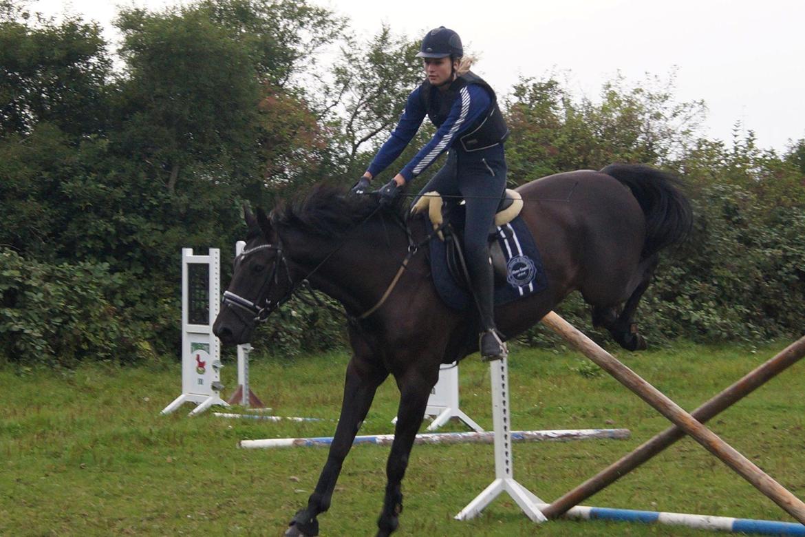 Dansk Varmblod Tekno billede 19