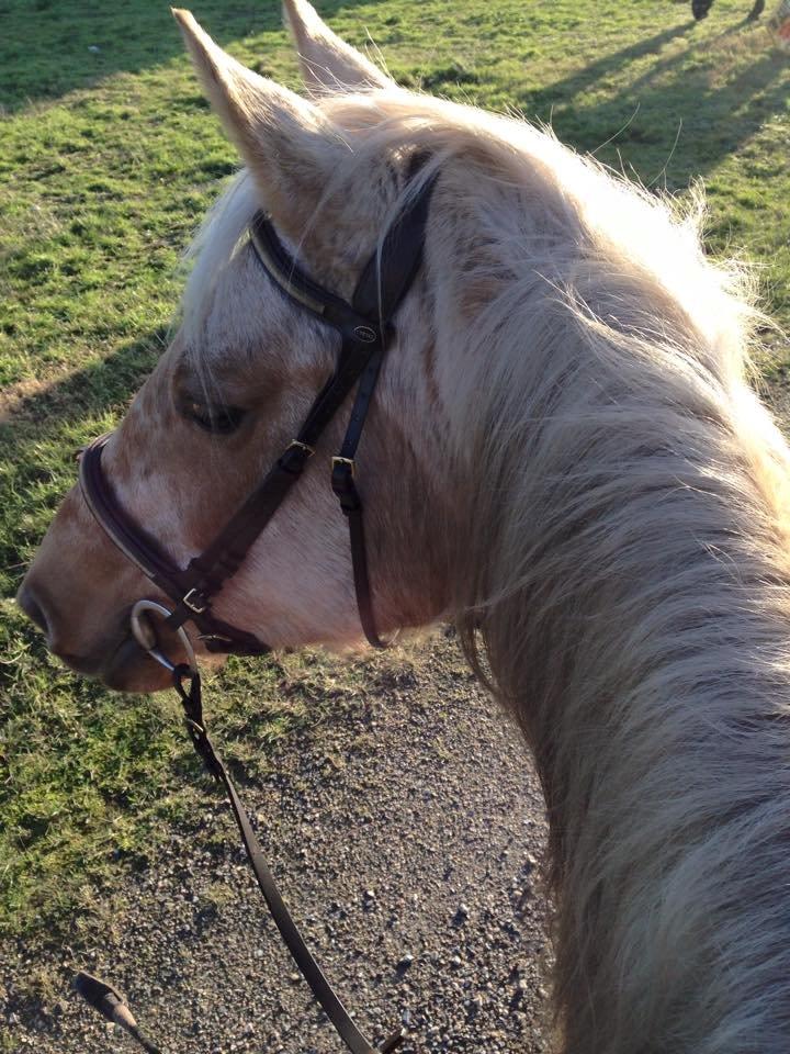 Anden særlig race Yaspisgårds Gabi billede 3