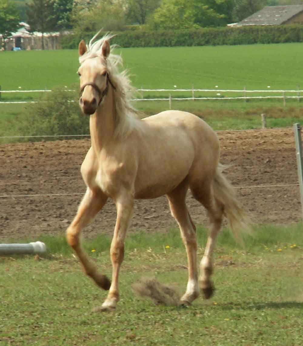 Anden særlig race Yaspisgårds Gabi billede 4