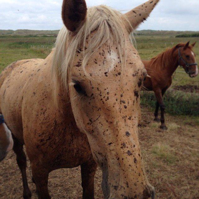 Anden særlig race Yaspisgårds Gabi - Kanstrupper/Palomino? billede 2