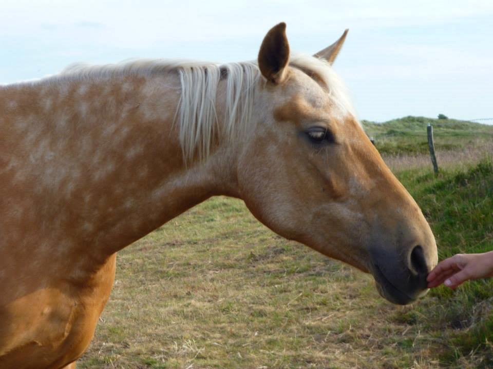 Anden særlig race Yaspisgårds Gabi billede 8