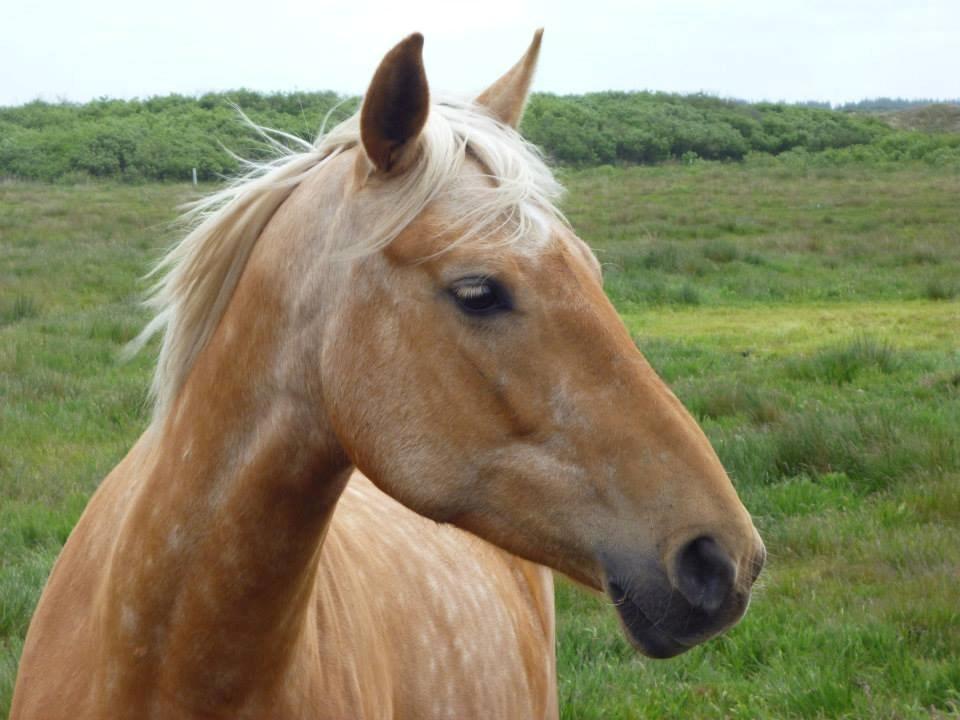 Anden særlig race Yaspisgårds Gabi billede 9
