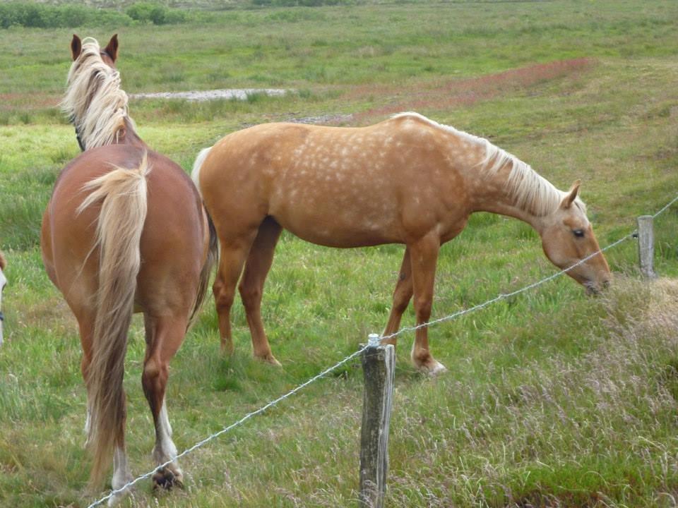 Anden særlig race Yaspisgårds Gabi billede 10