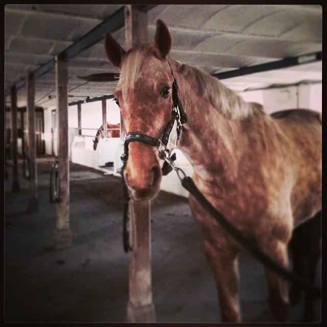 Anden særlig race Yaspisgårds Gabi billede 5