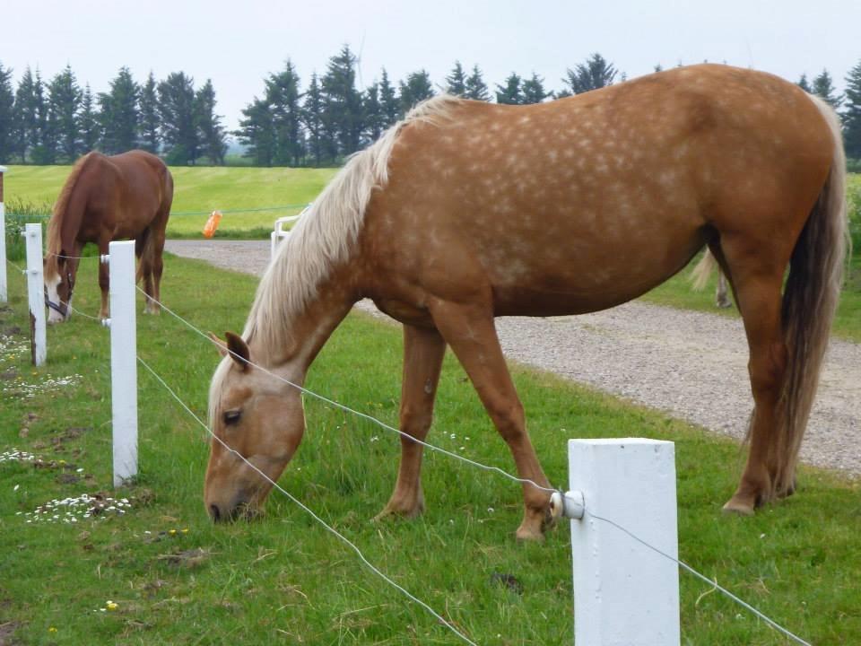 Anden særlig race Yaspisgårds Gabi billede 11