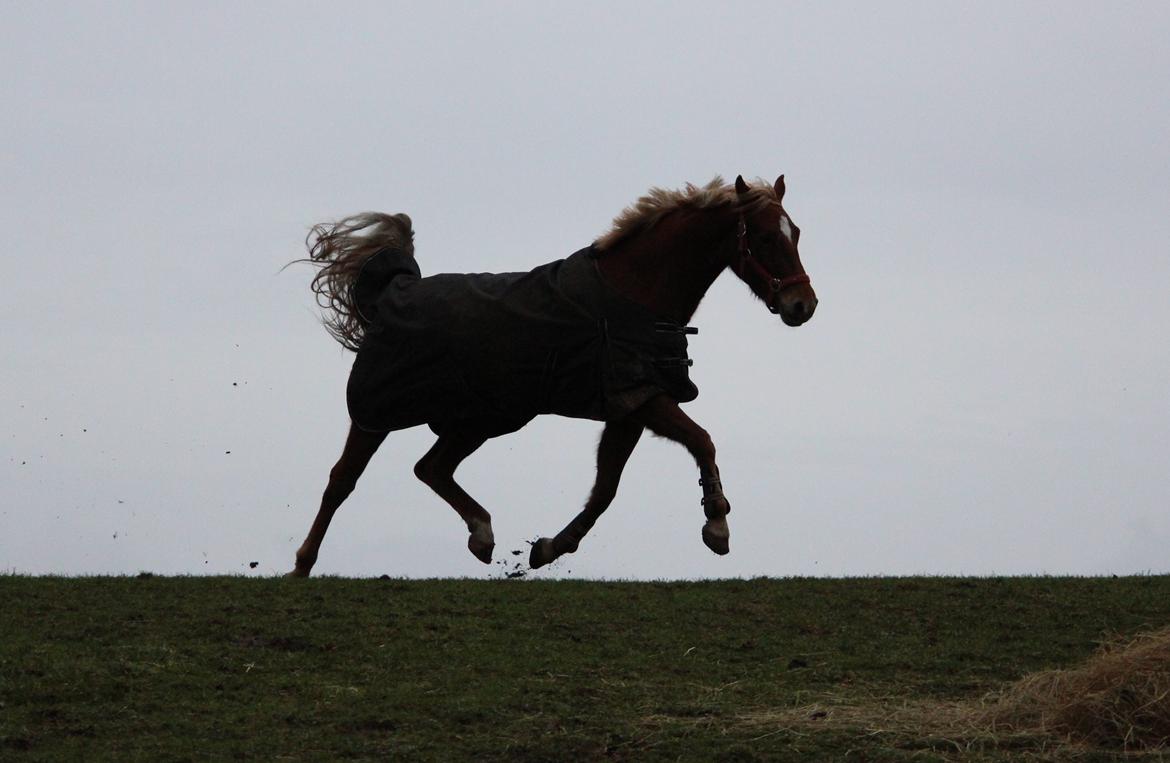 DSP Sunspot billede 10