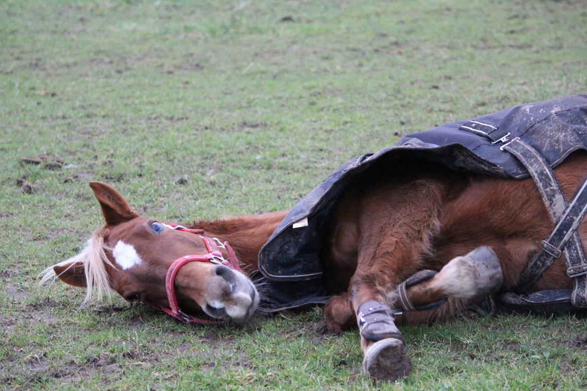 DSP Sunspot billede 28