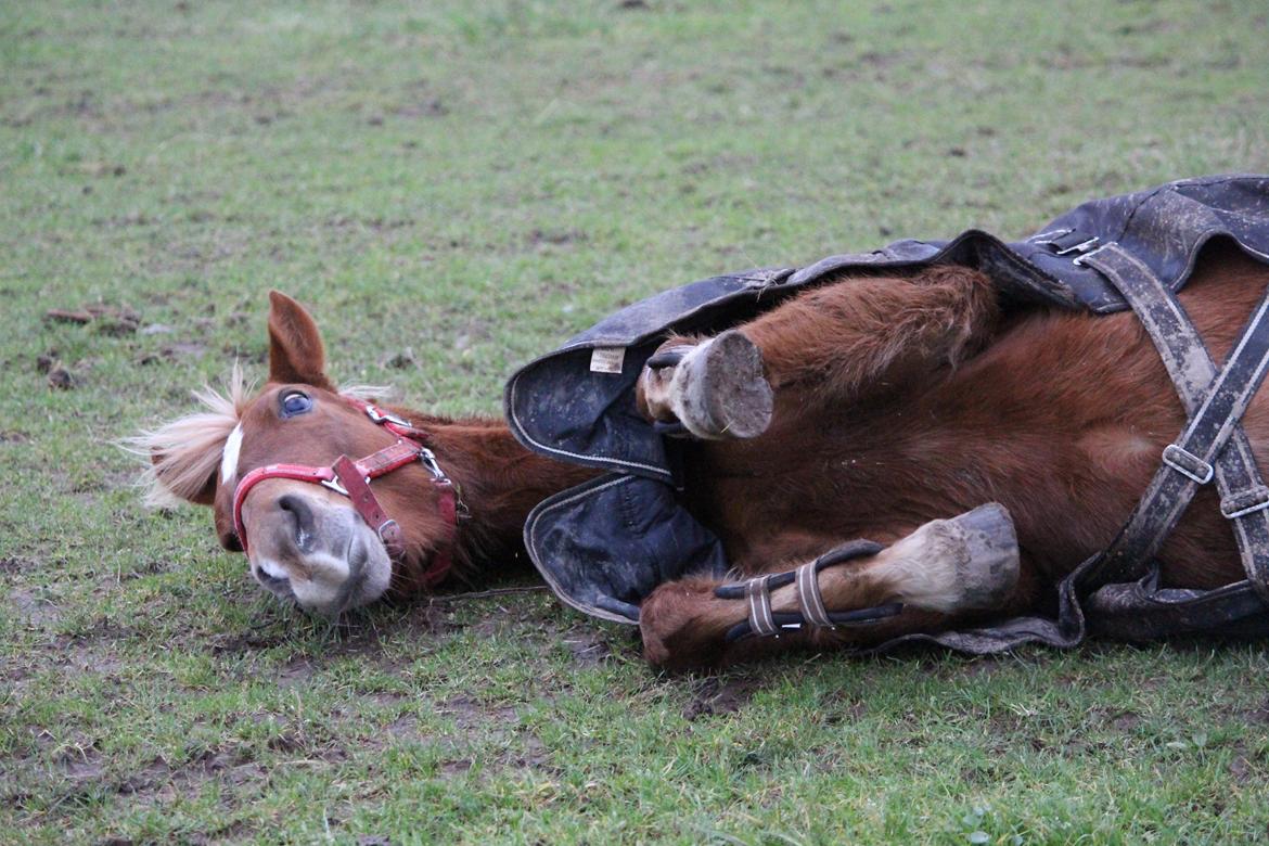 DSP Sunspot billede 18