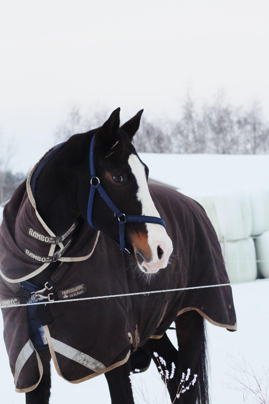 Dansk Varmblod Sant Jordi´s Mccoy, B-Hest billede 2