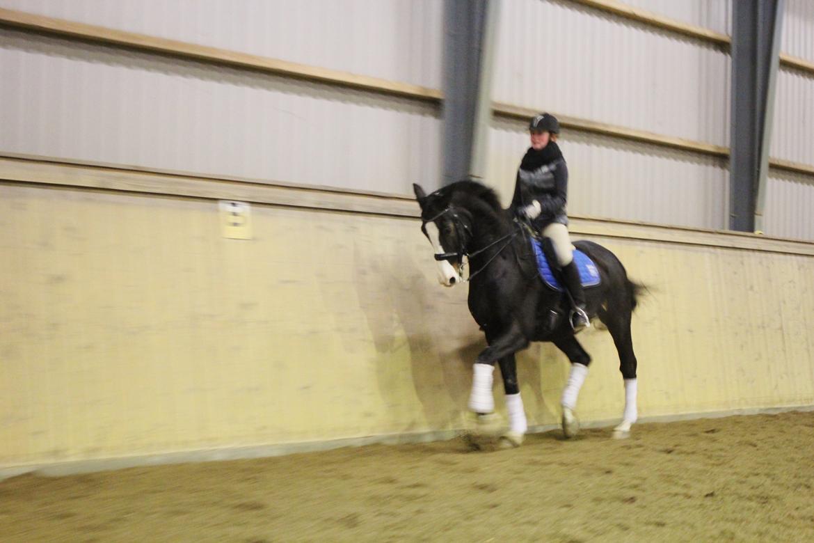 Dansk Varmblod Sant Jordi´s Mccoy, B-Hest billede 10