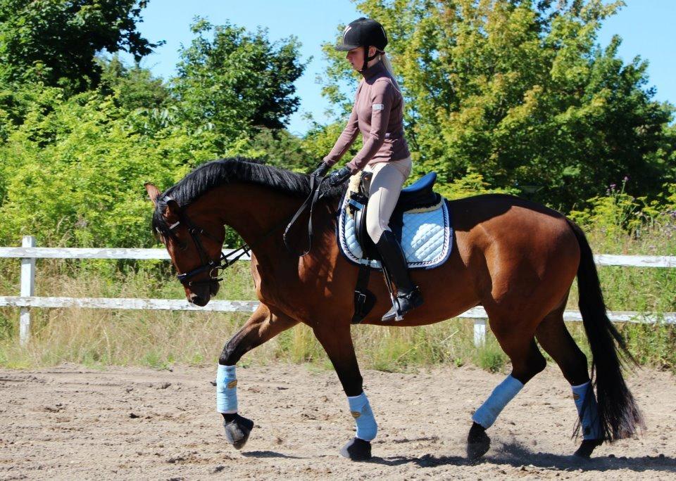 Oldenborg Zephyr af østerdovergaard billede 9