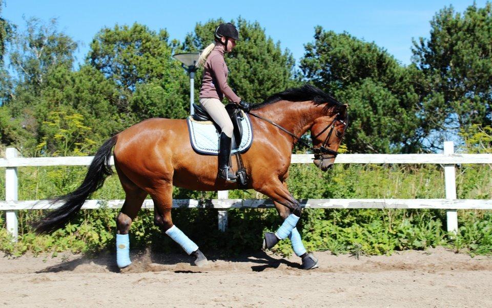 Oldenborg Zephyr af østerdovergaard billede 1