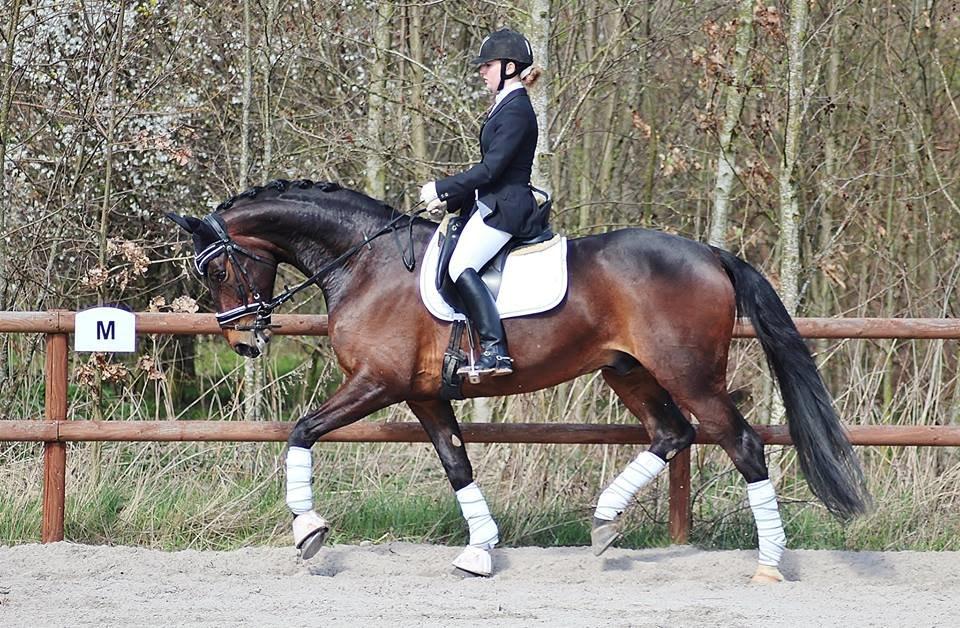 Dansk Varmblod Shepro Hit billede 1