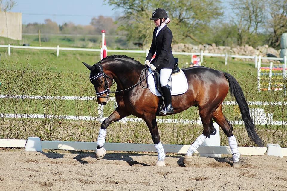 Dansk Varmblod Shepro Hit billede 5