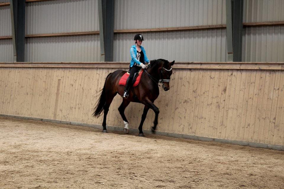 Dansk Varmblod Shepro Hit billede 9