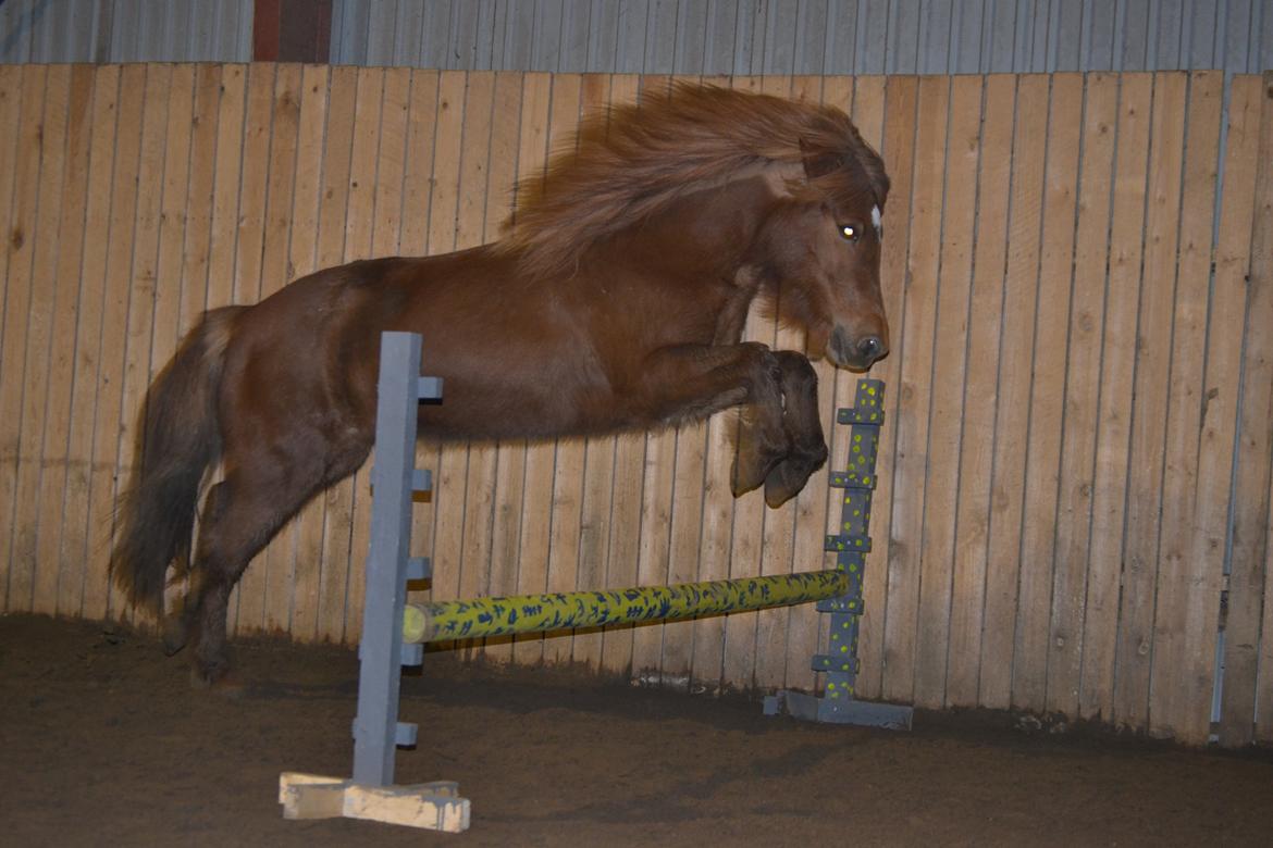 Islænder stjarna<3 billede 18