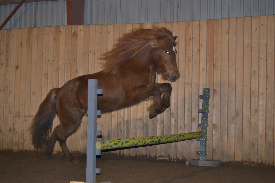 Islænder stjarna<3 billede 19