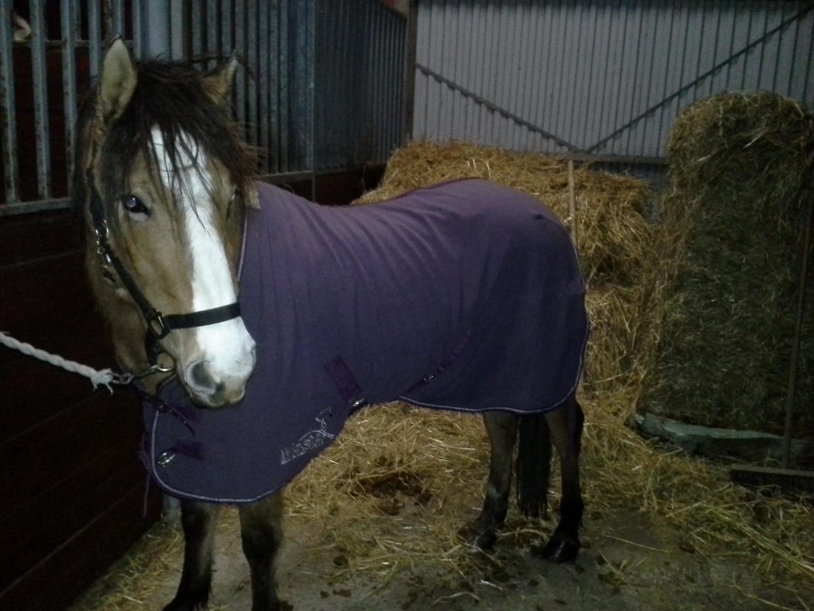 Anden særlig race *NALA* - Så smuk <3 billede 17