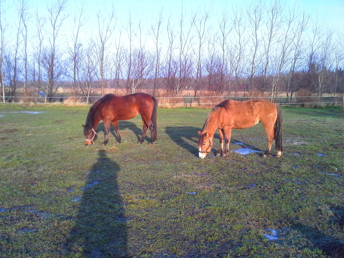 Anden særlig race *NALA* - Venner får man hurtigt når man er lille og sød <3  billede 18