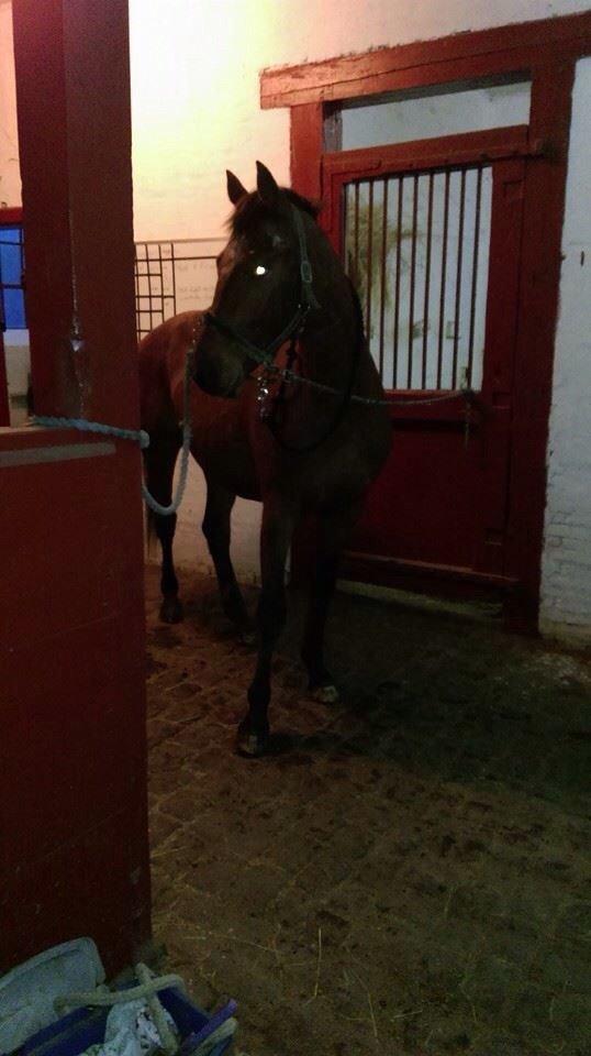 Anden særlig race Royal z`s Fighter billede 20