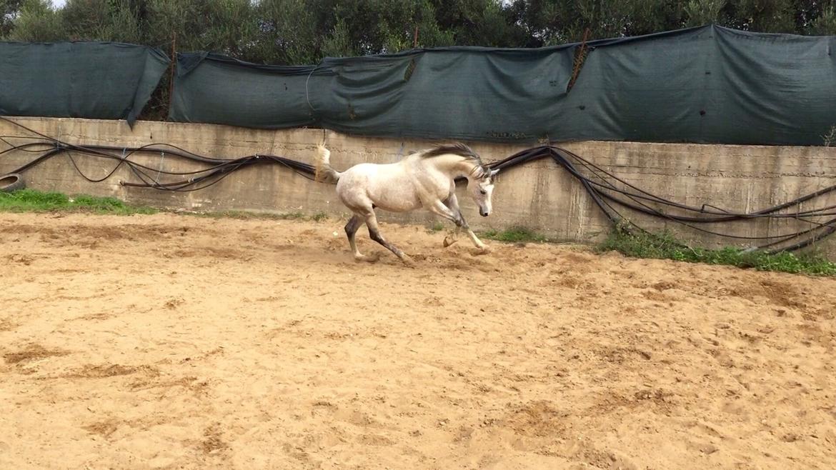 Arabisk fuldblod (OX) Wolantes Waheed billede 2