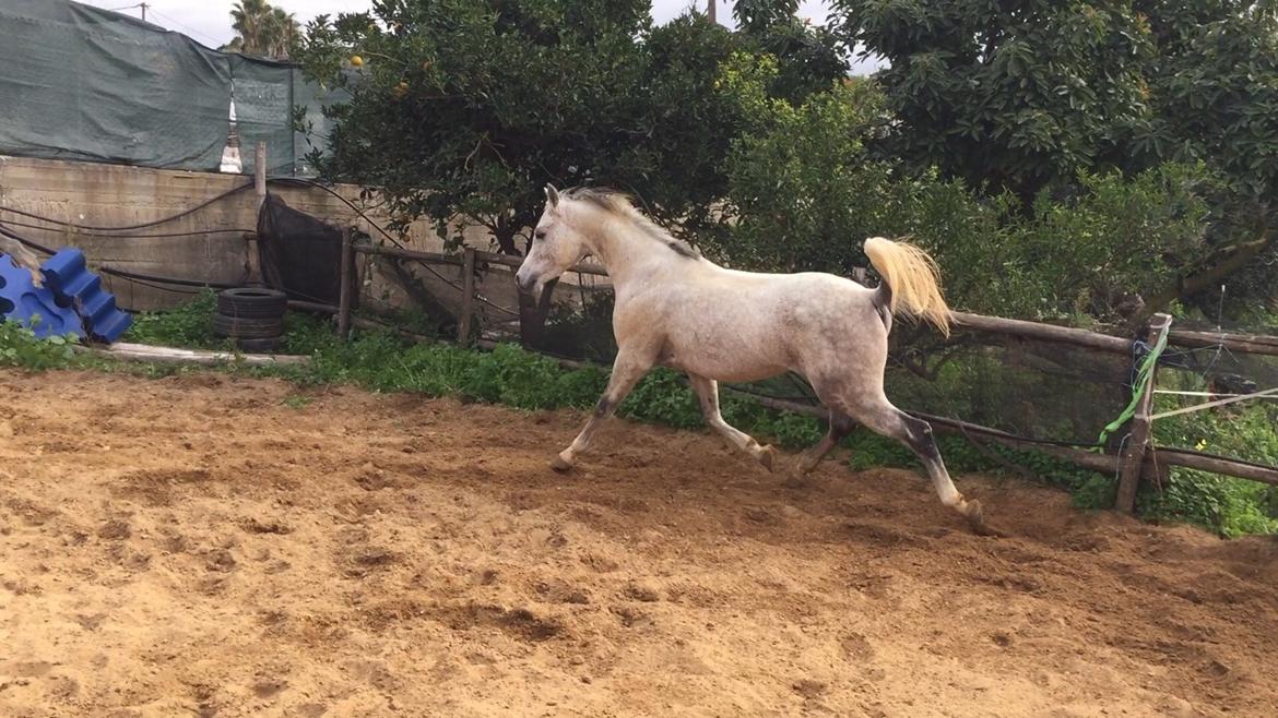 Arabisk fuldblod (OX) Wolantes Waheed billede 1