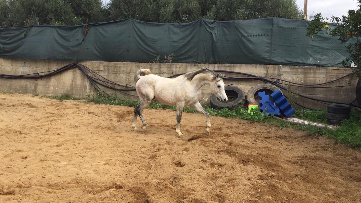 Arabisk fuldblod (OX) Wolantes Waheed billede 3